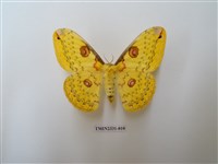 藏品(黃豹天蠶蛾)的圖片